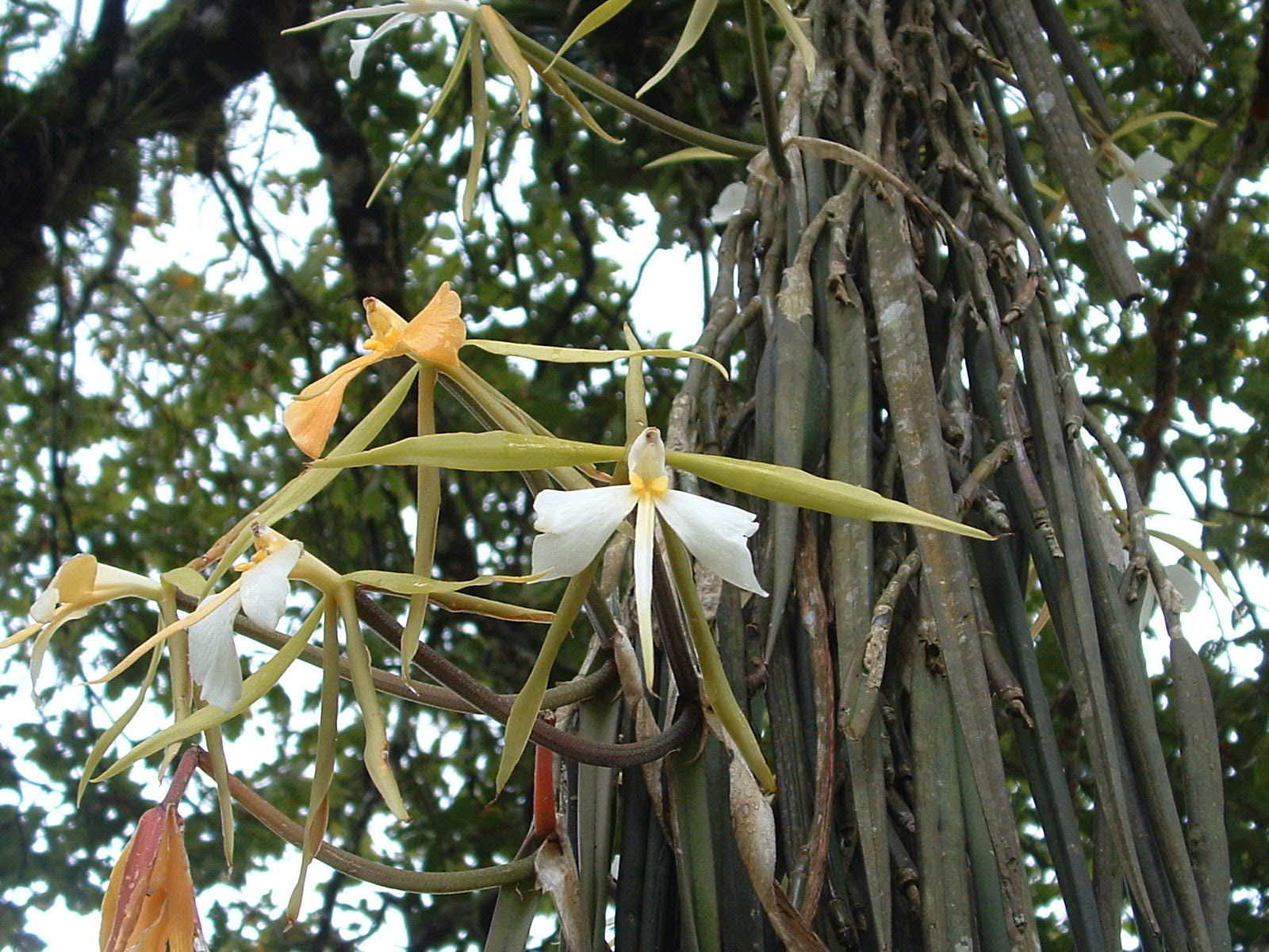 Epidendrum parkinsonianum